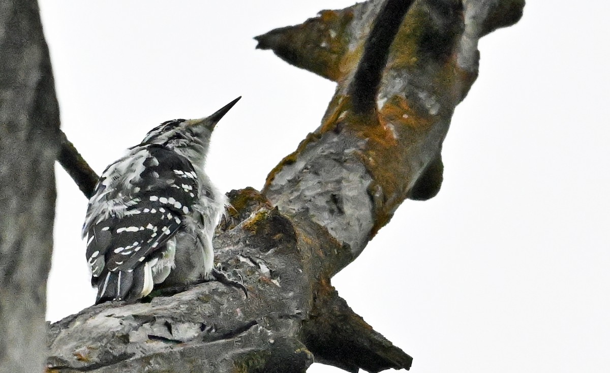 Hairy Woodpecker - ML623084247