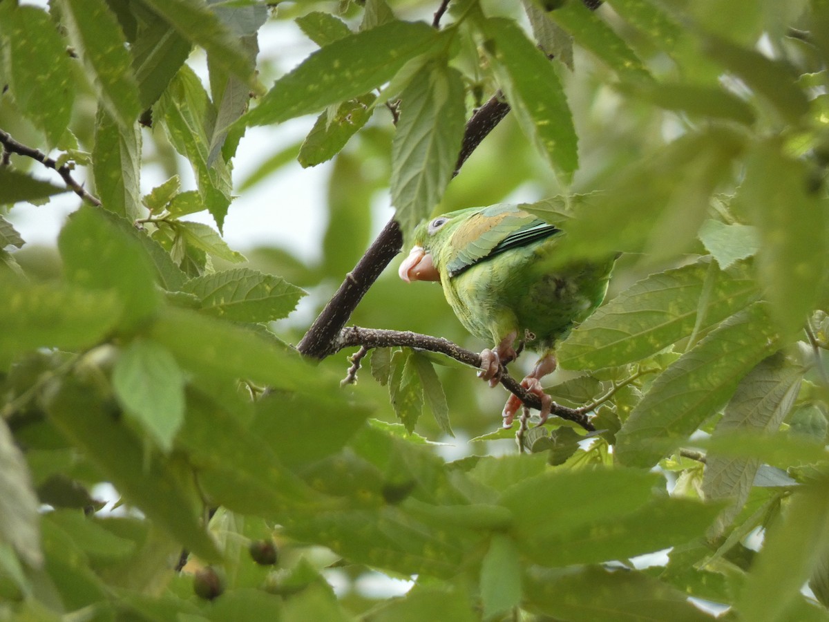 Orange-chinned Parakeet - ML623084271