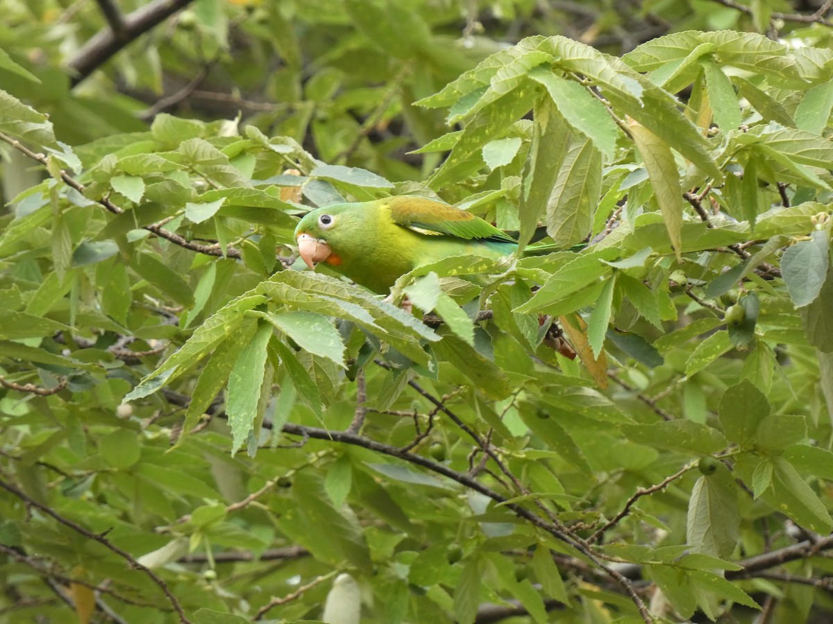 Orange-chinned Parakeet - ML623084272