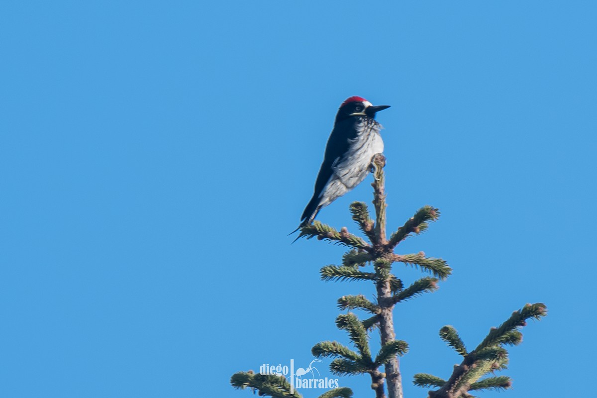 Acorn Woodpecker - Diego Barrales-Alcala