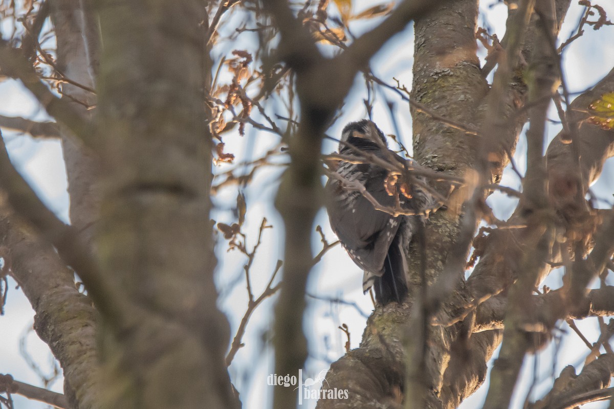 Strickland's Woodpecker - ML623084336