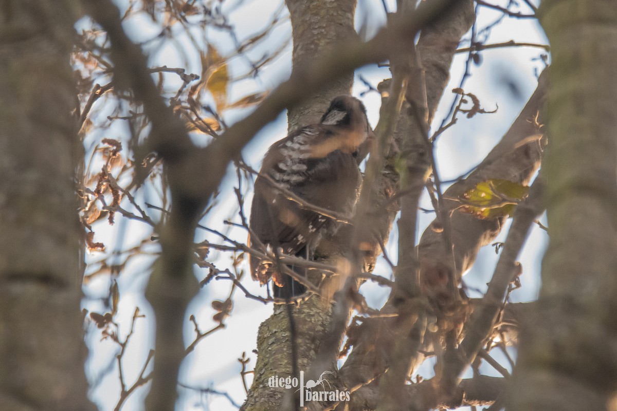 Strickland's Woodpecker - ML623084337