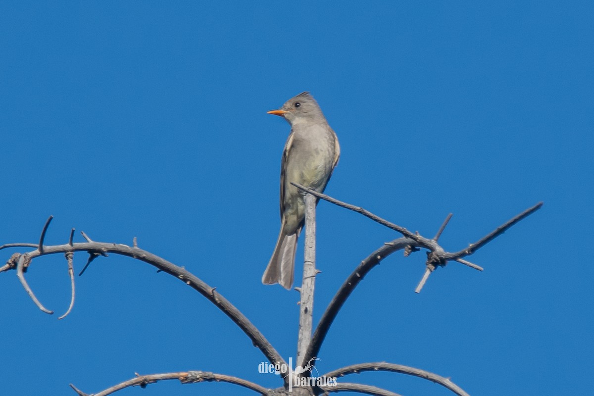 Moucherolle de Coues - ML623084348