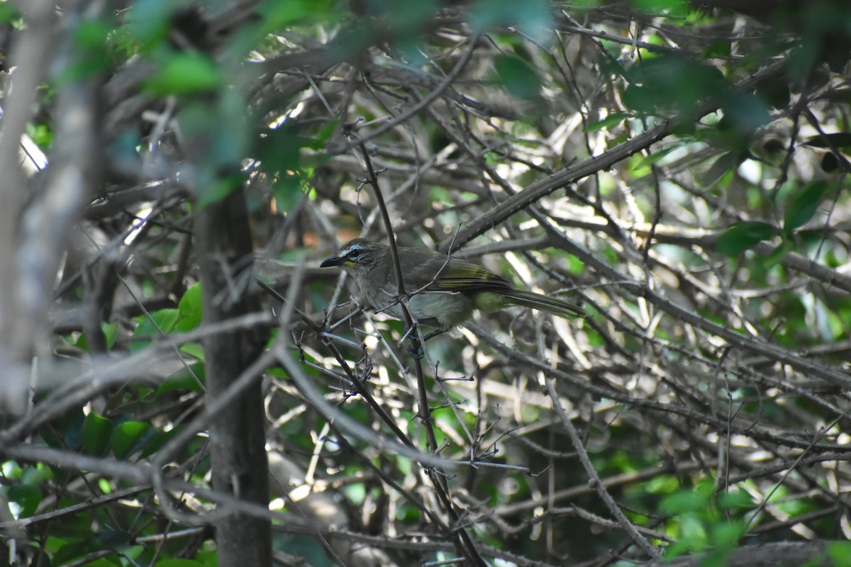 White-browed Bulbul - ML623084390