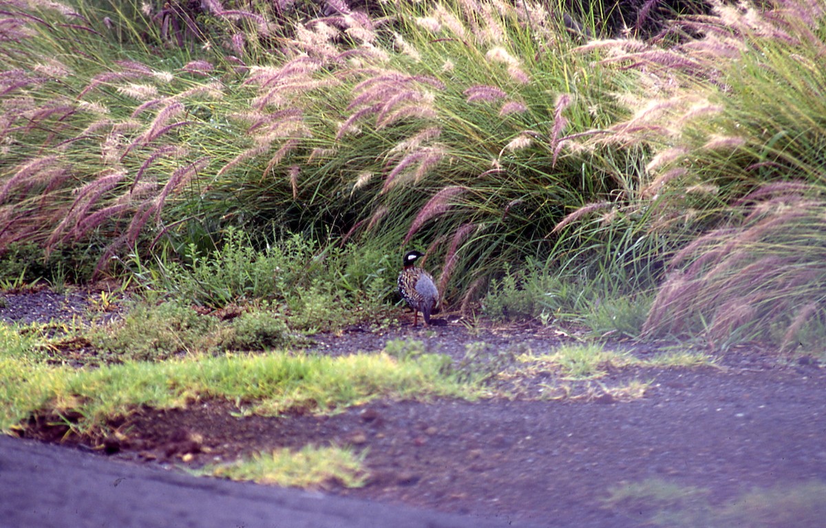 Black Francolin - ML623084404