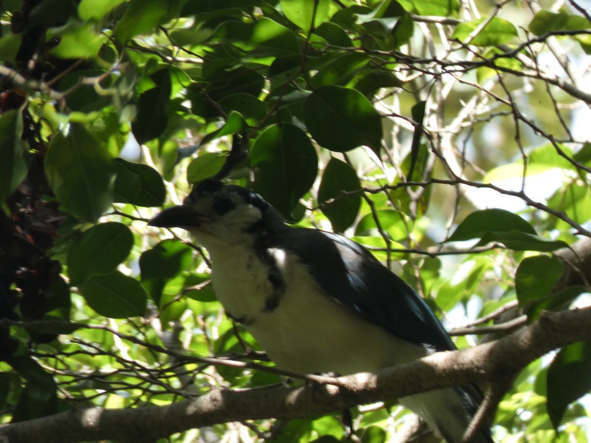 White-throated Magpie-Jay - Mark Frigo