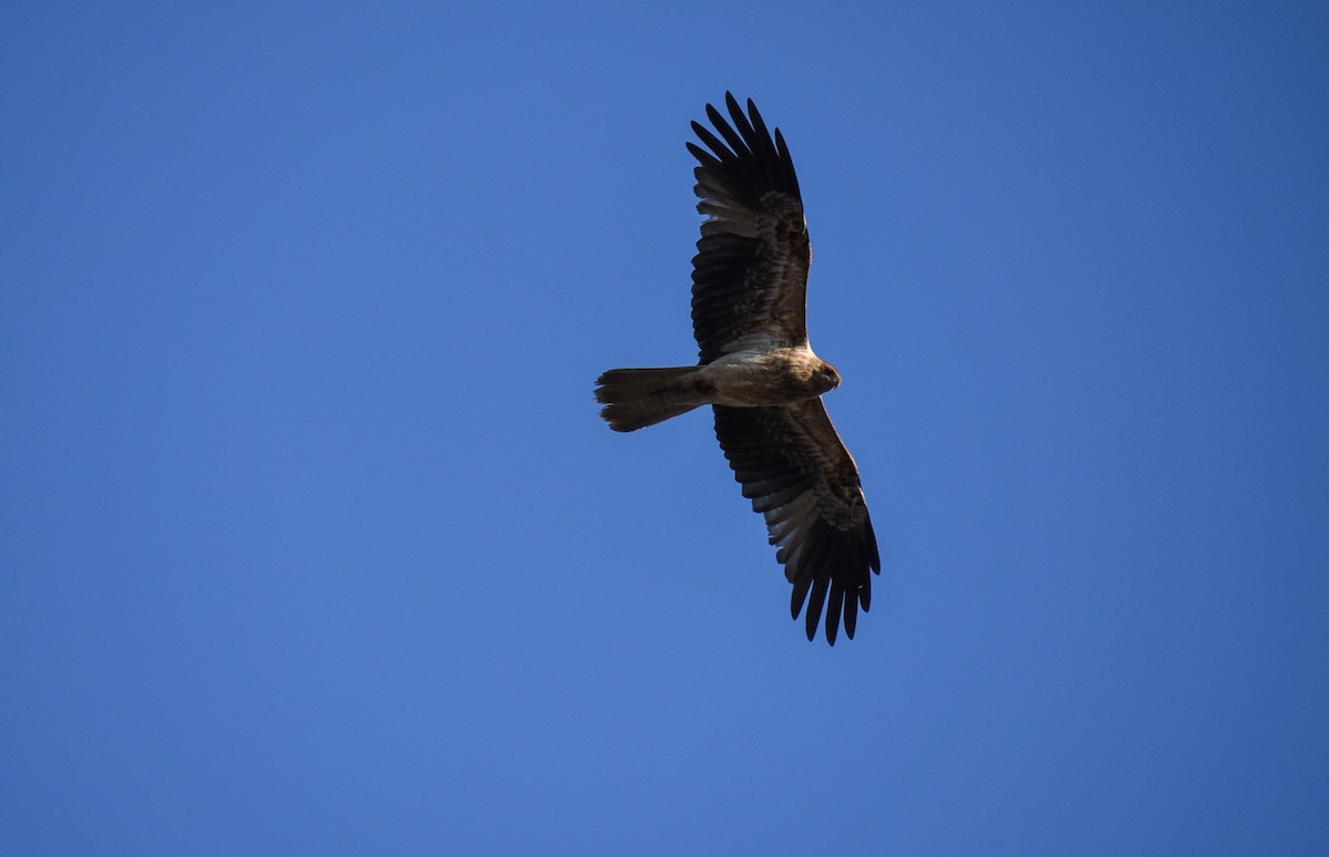 Whistling Kite - ML623084468