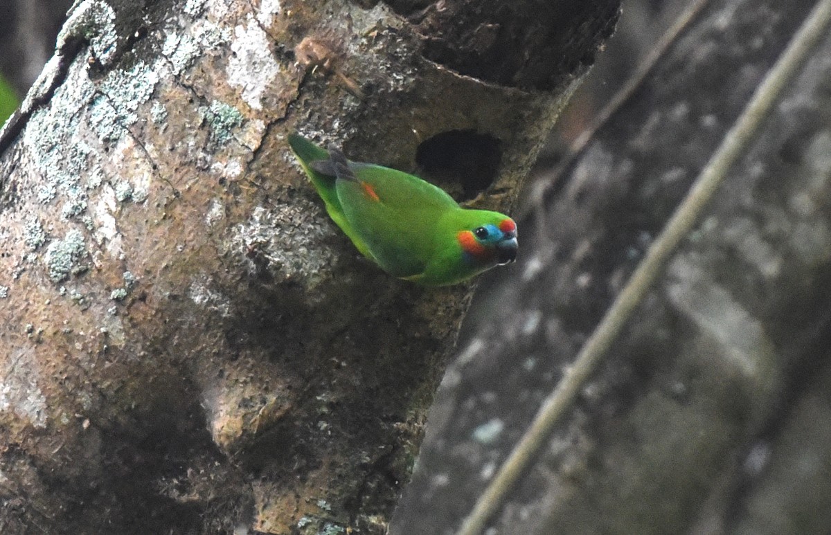 Double-eyed Fig-Parrot - ML623084483