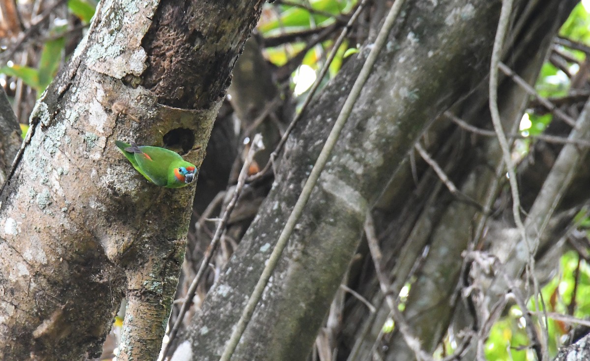 Double-eyed Fig-Parrot - ML623084484