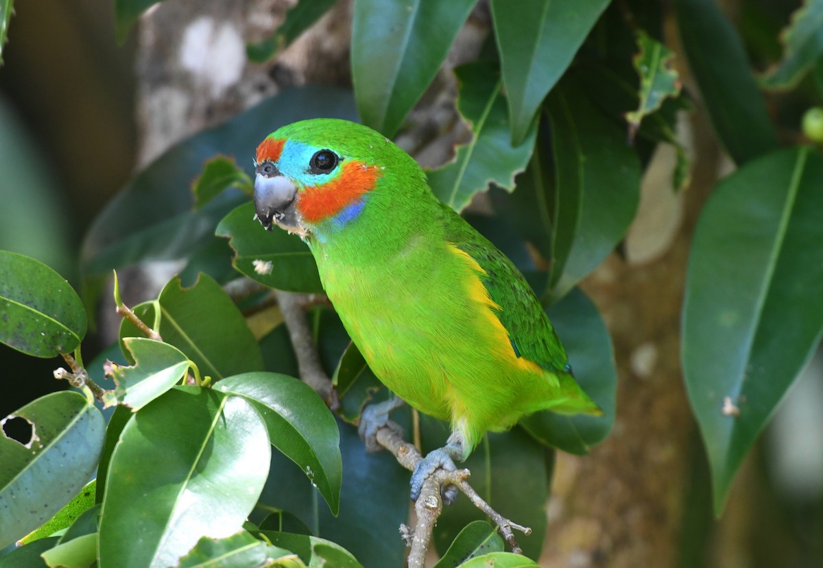 Double-eyed Fig-Parrot - ML623084485