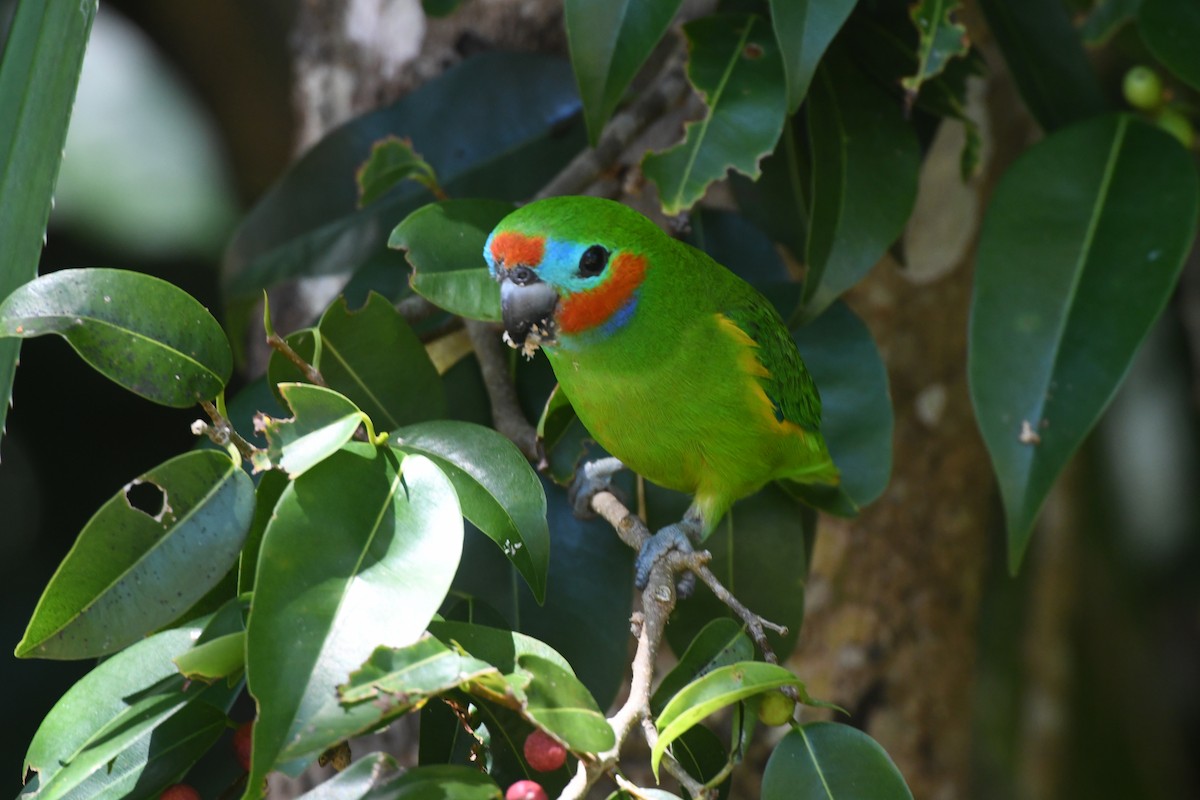 Double-eyed Fig-Parrot - ML623084486