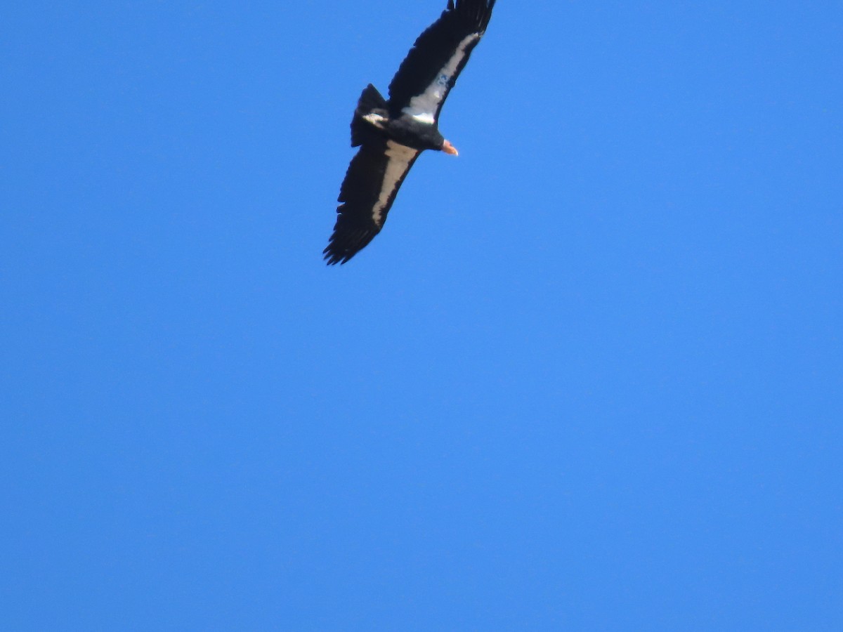 California Condor - ML623084521