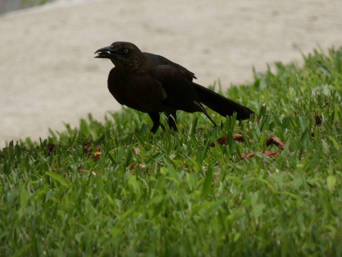 Great-tailed Grackle - ML623084522