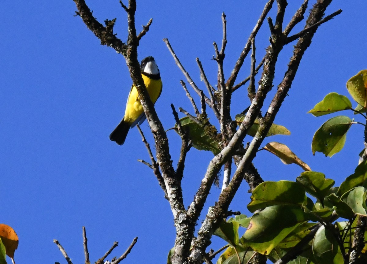 Golden Whistler - ML623084524