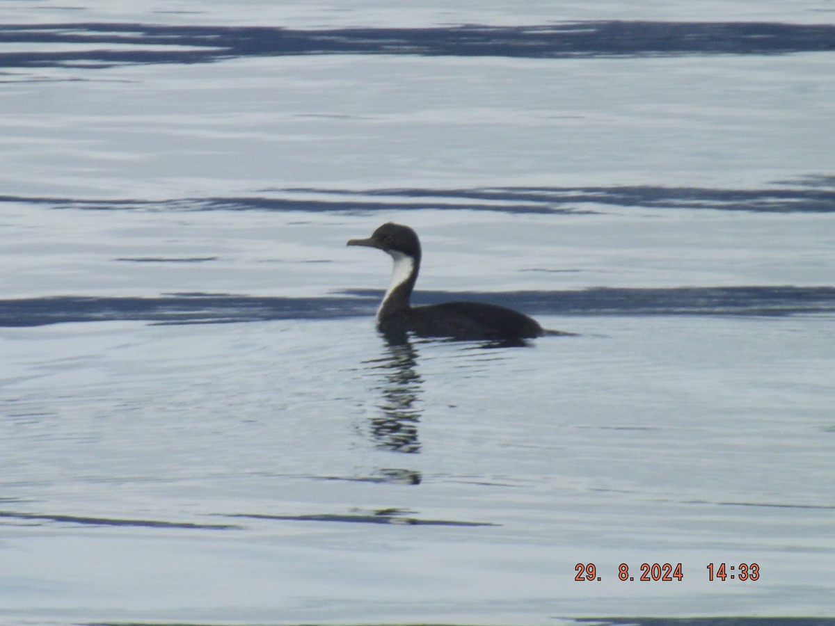 Imperial Cormorant - ML623084570