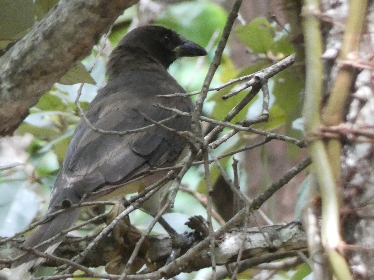 Brown Jay - ML623084622