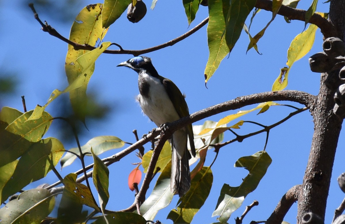 Blue-faced Honeyeater - ML623084663