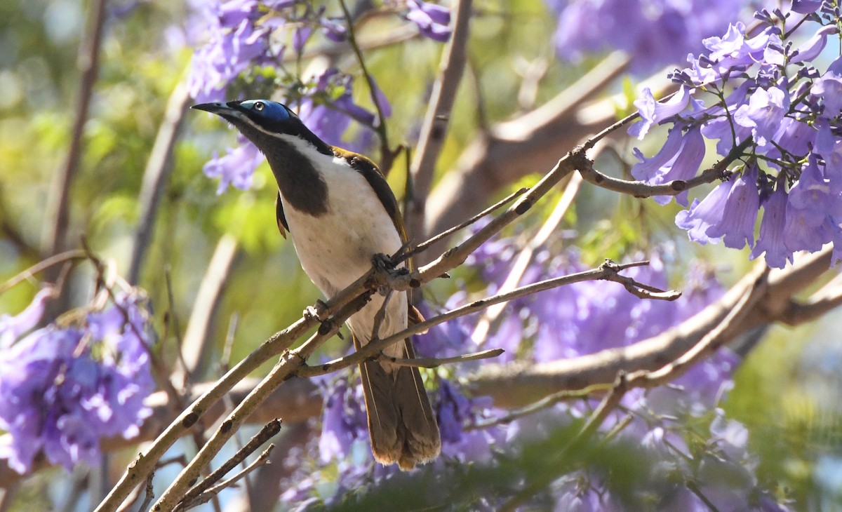 Blue-faced Honeyeater - ML623084664