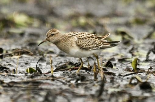 Pectoral Sandpiper - ML623084666