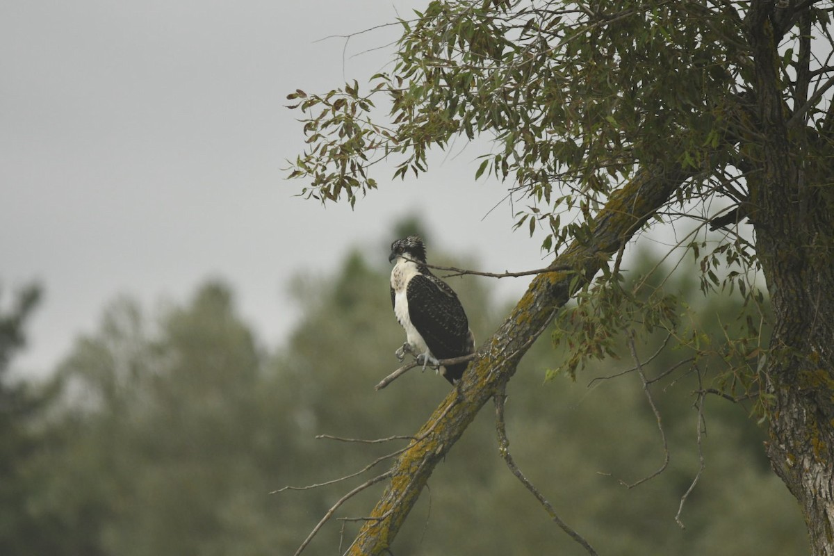 Osprey - ML623084683