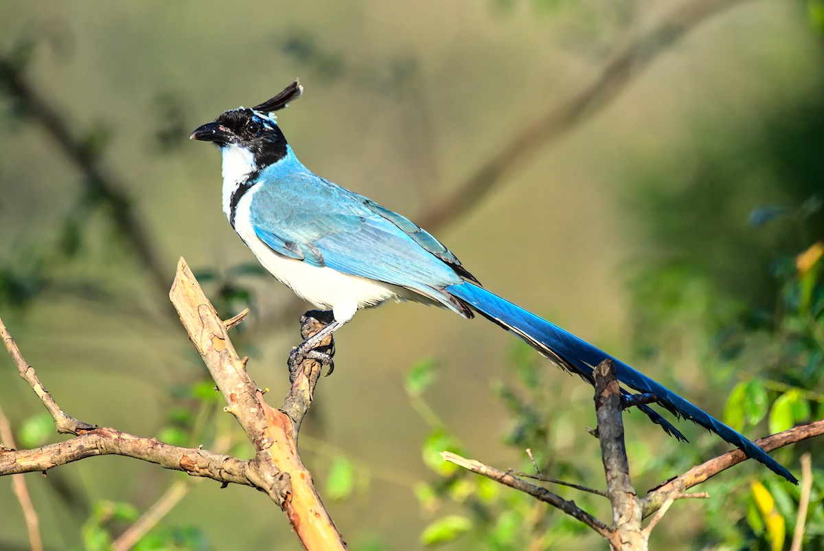 Black-throated x White-throated Magpie-Jay (hybrid) - Doyle Wilson