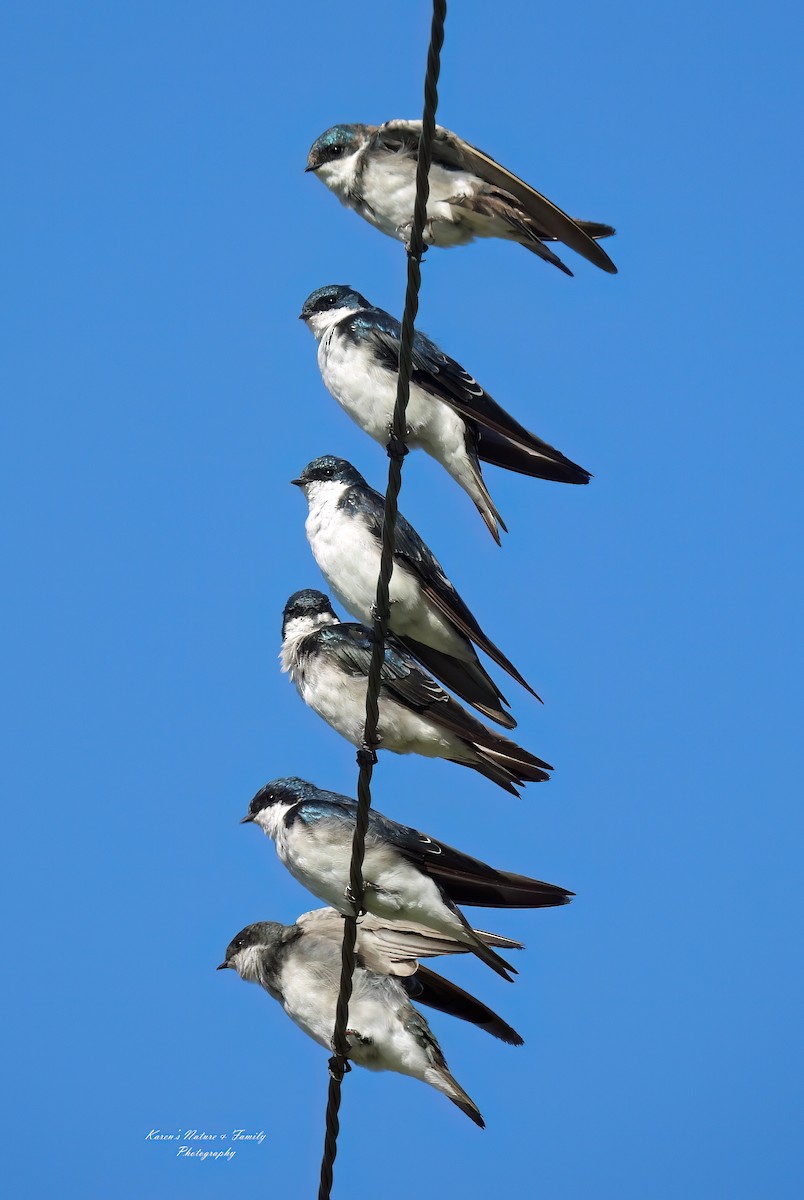 Tree Swallow - ML623084764