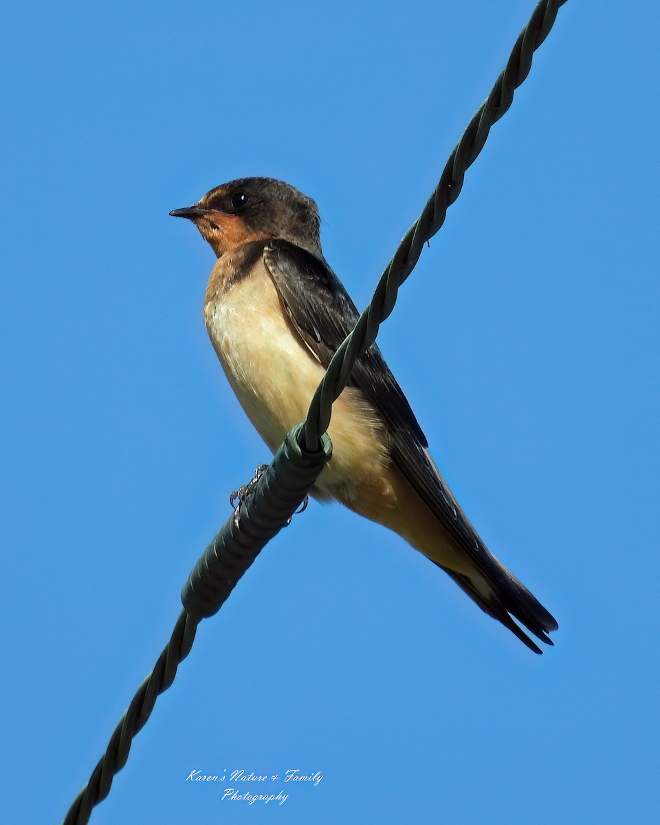 Barn Swallow - ML623084775