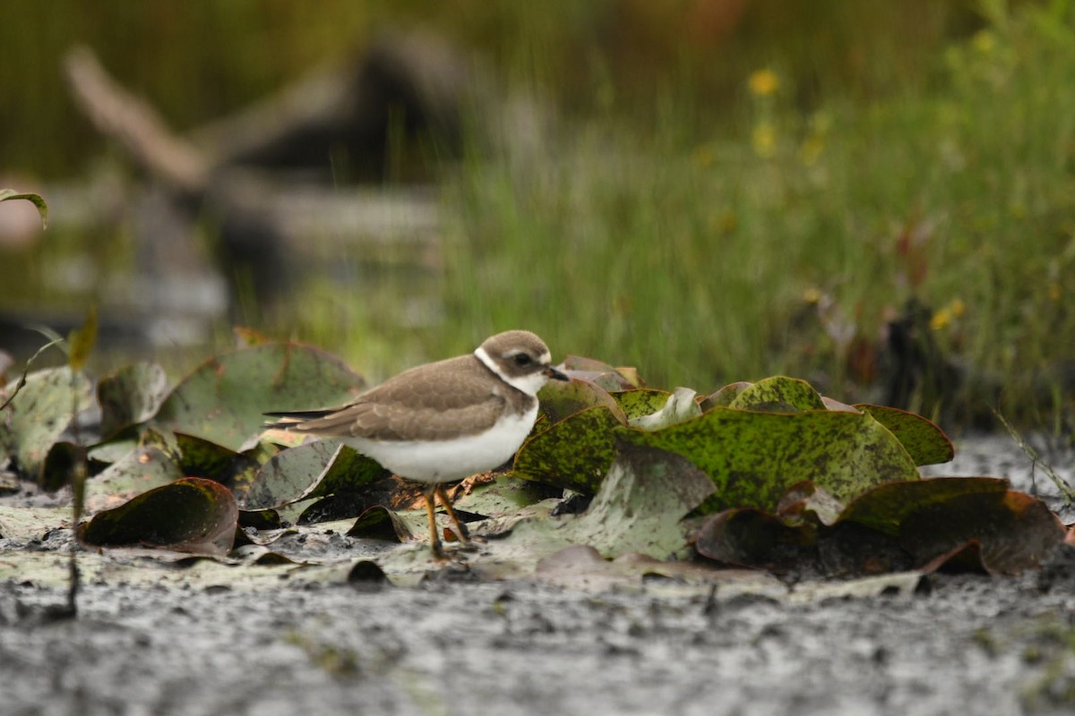 Semipalmated Plover - ML623084778