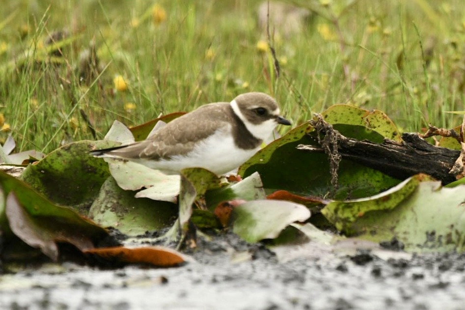 Semipalmated Plover - Tim Griffiths