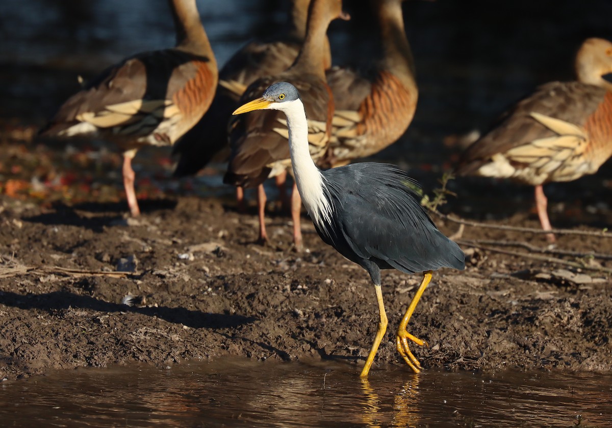 Pied Heron - ML623084804