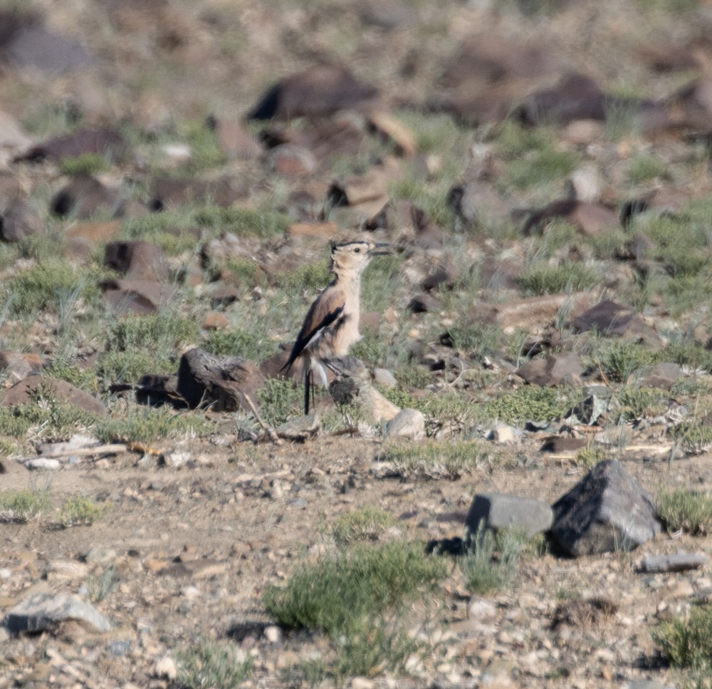 Mongolian Ground-Jay - ML623084821