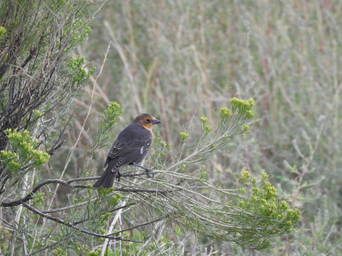 Yellow-headed Blackbird - ML623084825