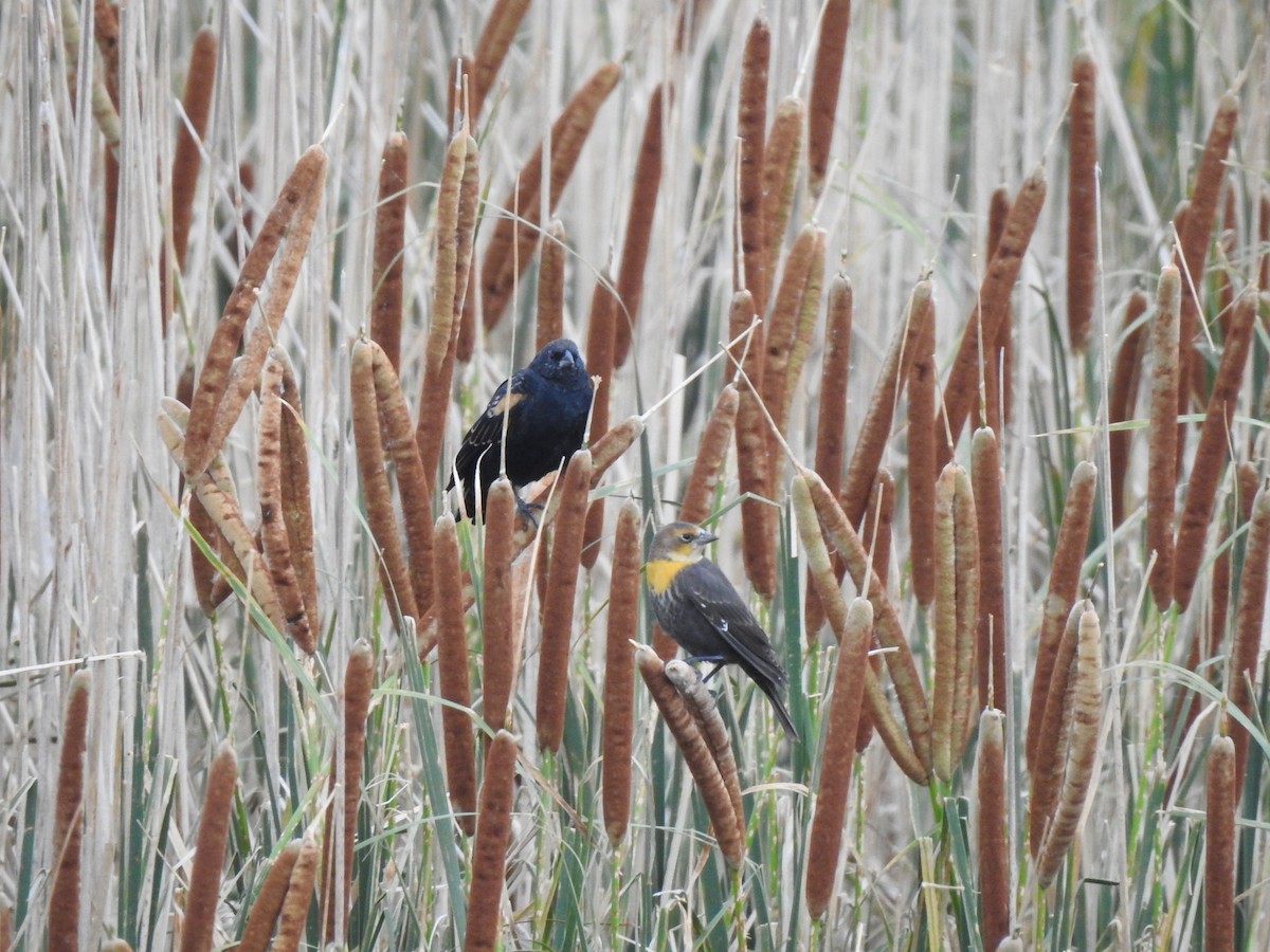 Yellow-headed Blackbird - ML623084826