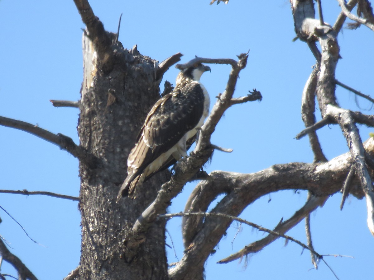 Osprey - ML623084833