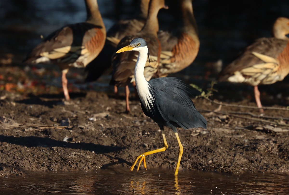 Pied Heron - ML623084835