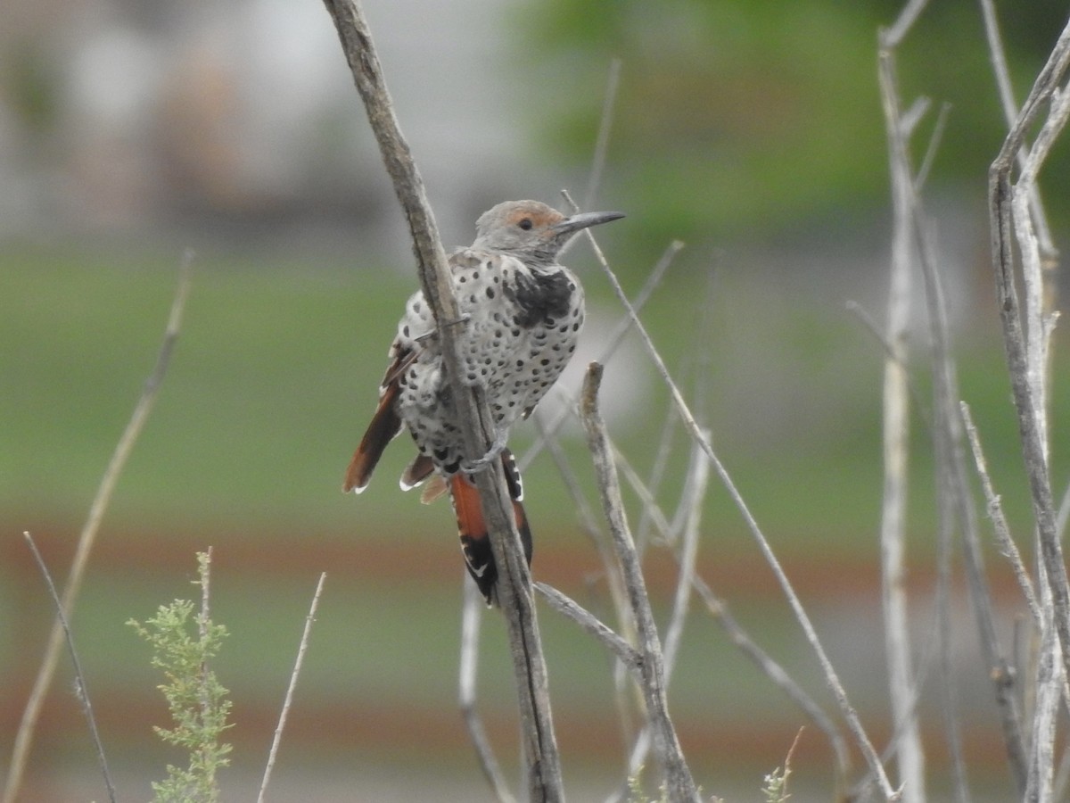 Northern Flicker - ML623084844