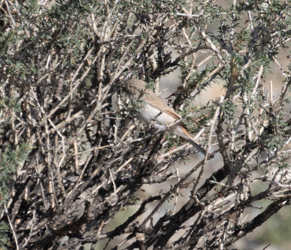 Asian Desert Warbler - ML623084860