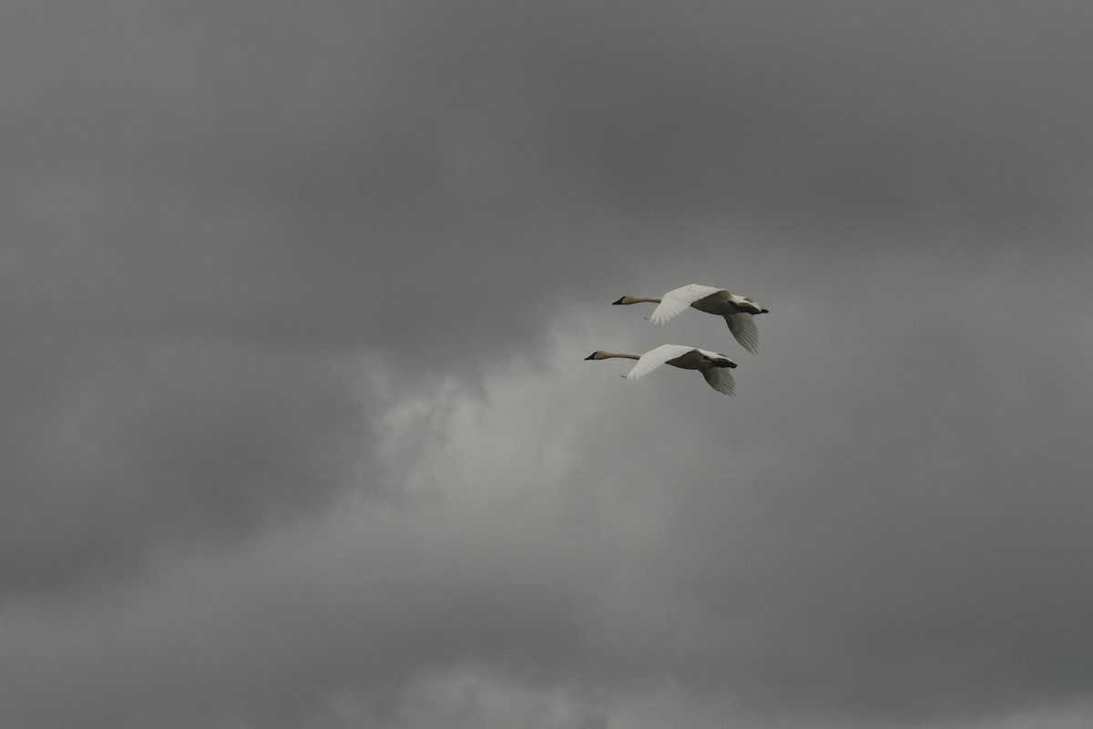 Trumpeter Swan - ML623084874