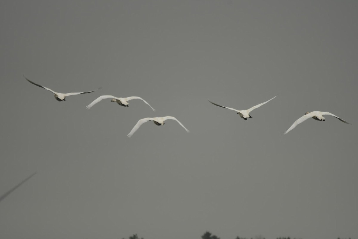 Trumpeter Swan - ML623084876