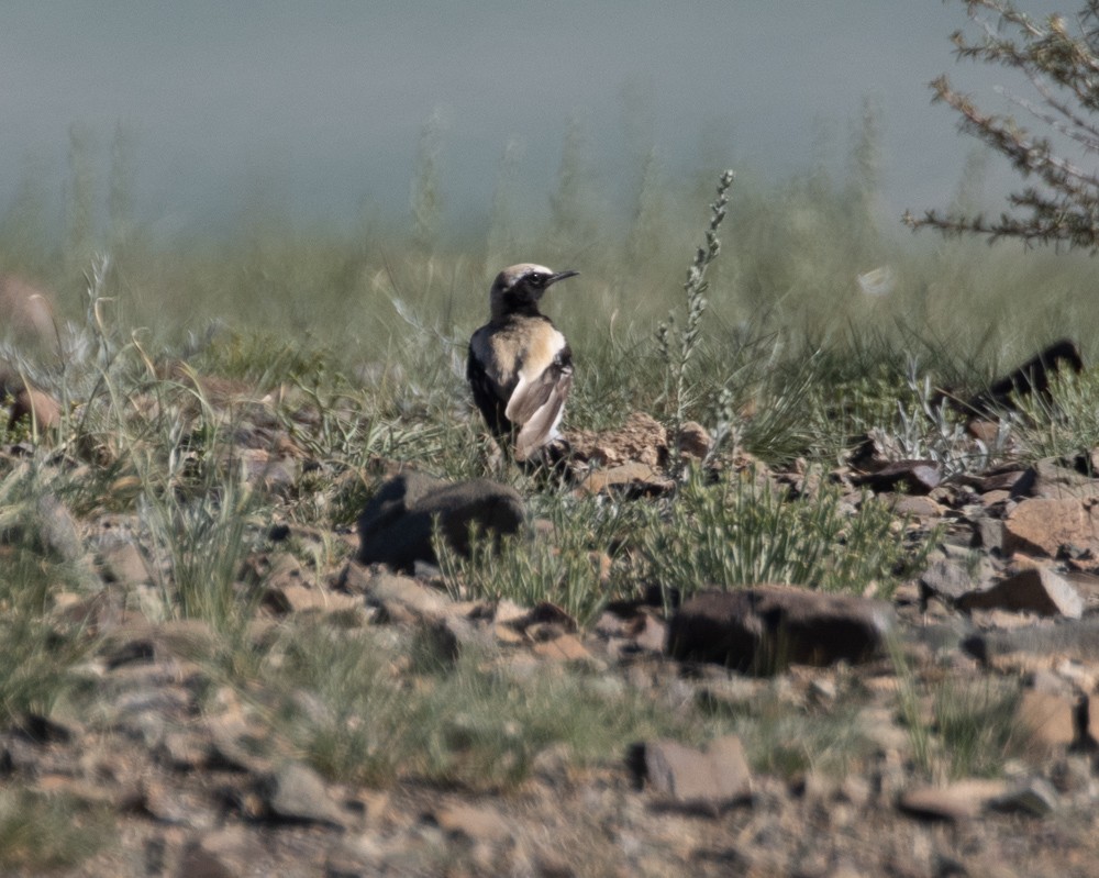 Desert Wheatear - ML623084893