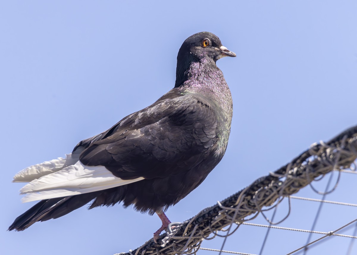 Rock Pigeon (Feral Pigeon) - ML623084951