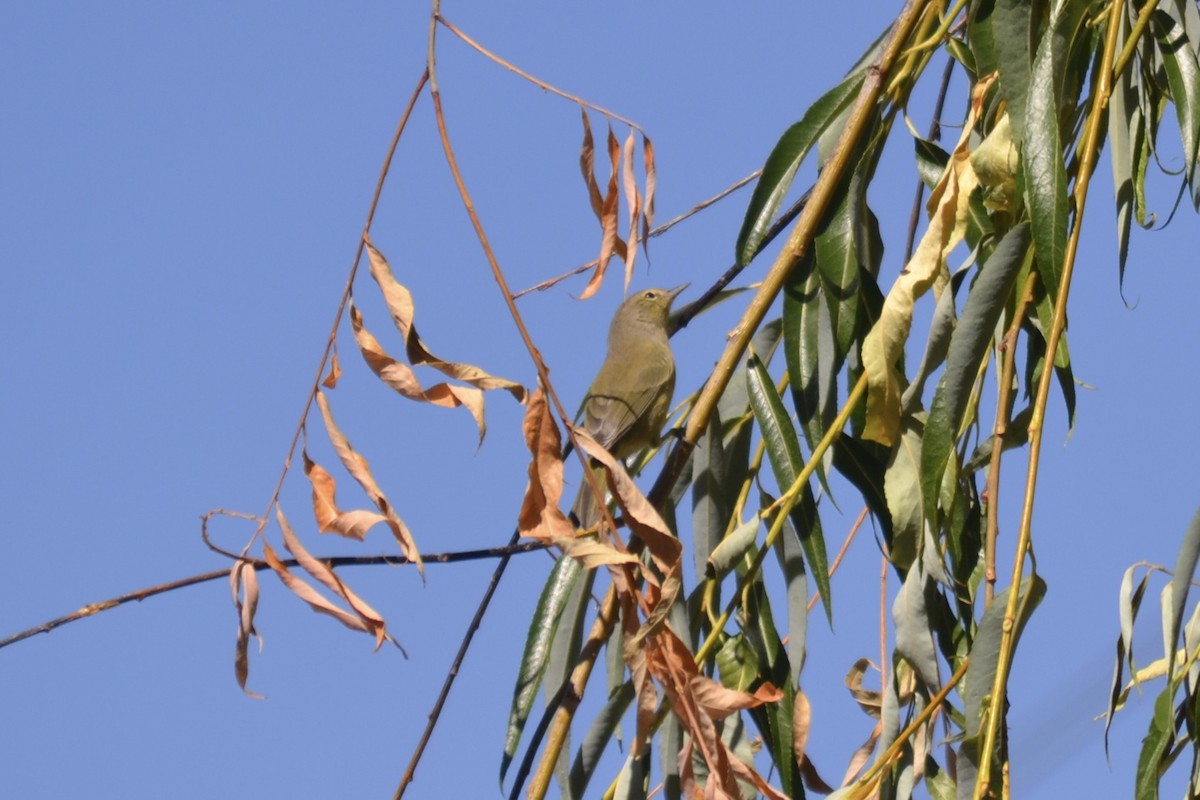 Orange-crowned Warbler - ML623085015