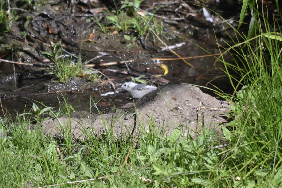 White-breasted Nuthatch - ML623085034