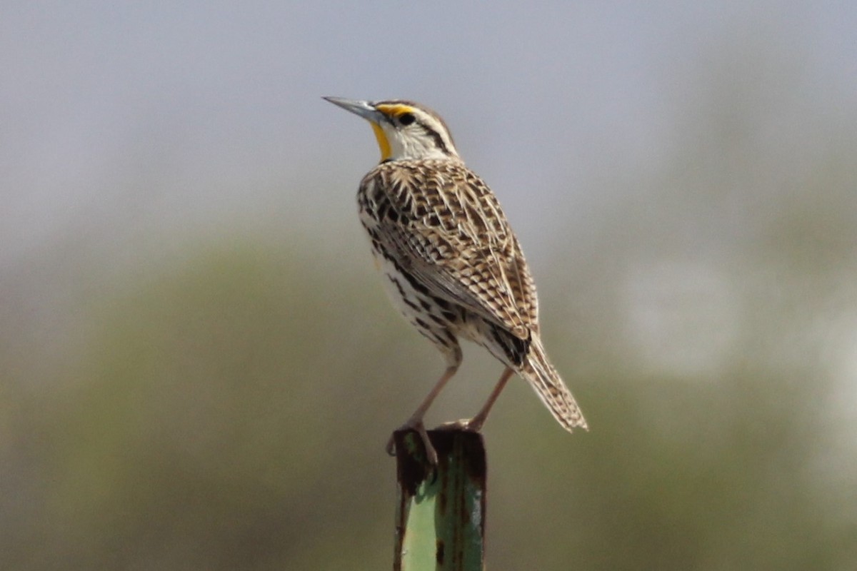 Chihuahuan Meadowlark - ML623085134