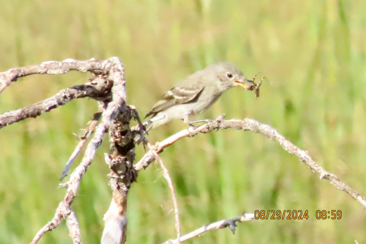 ハイイロメジロハエトリ - ML623085137