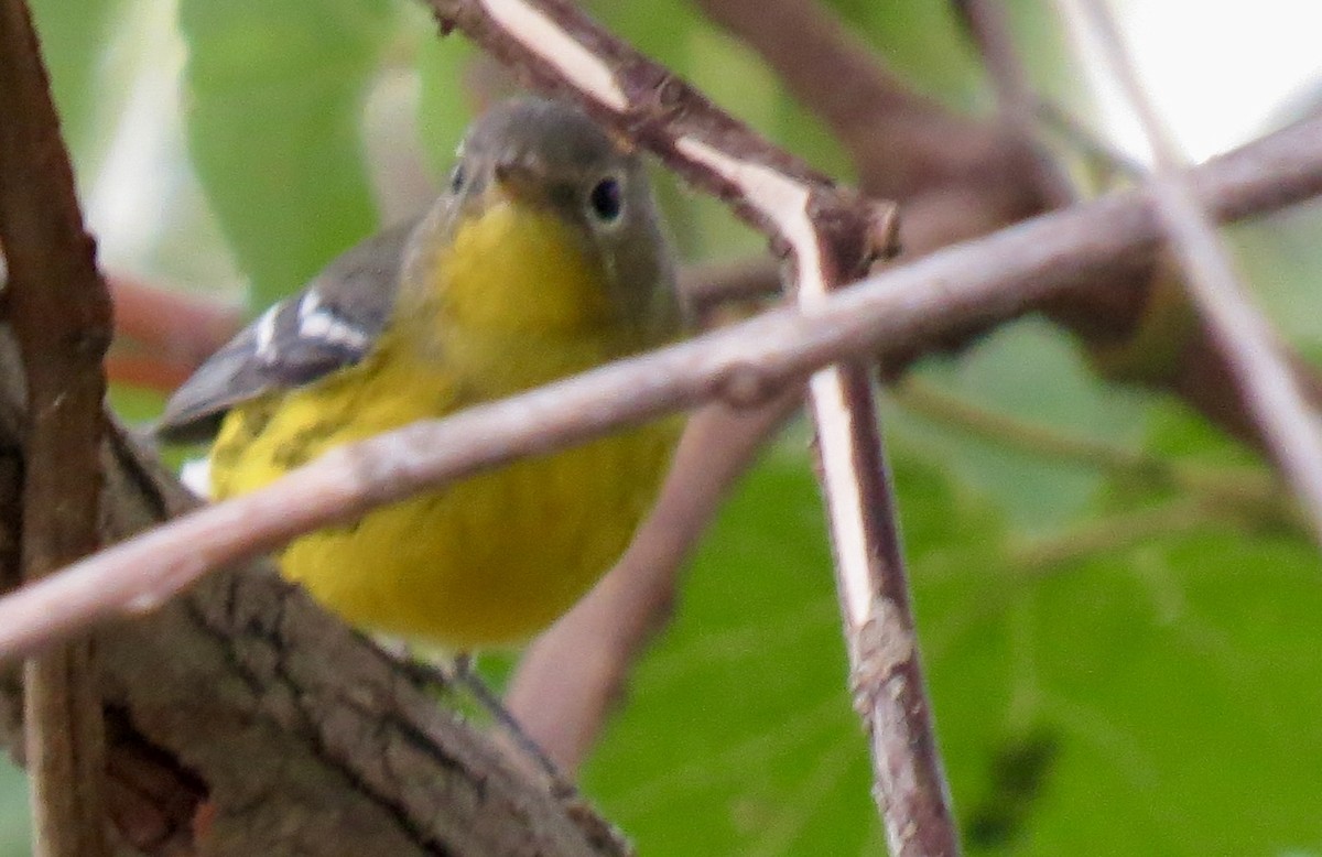 Magnolia Warbler - ML623085190