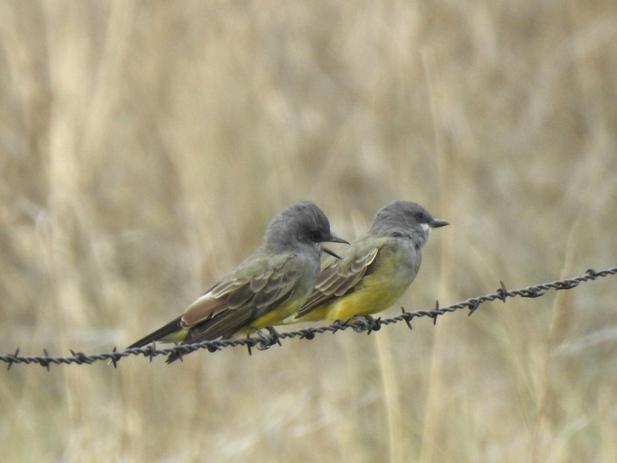 Cassin's Kingbird - ML623085199