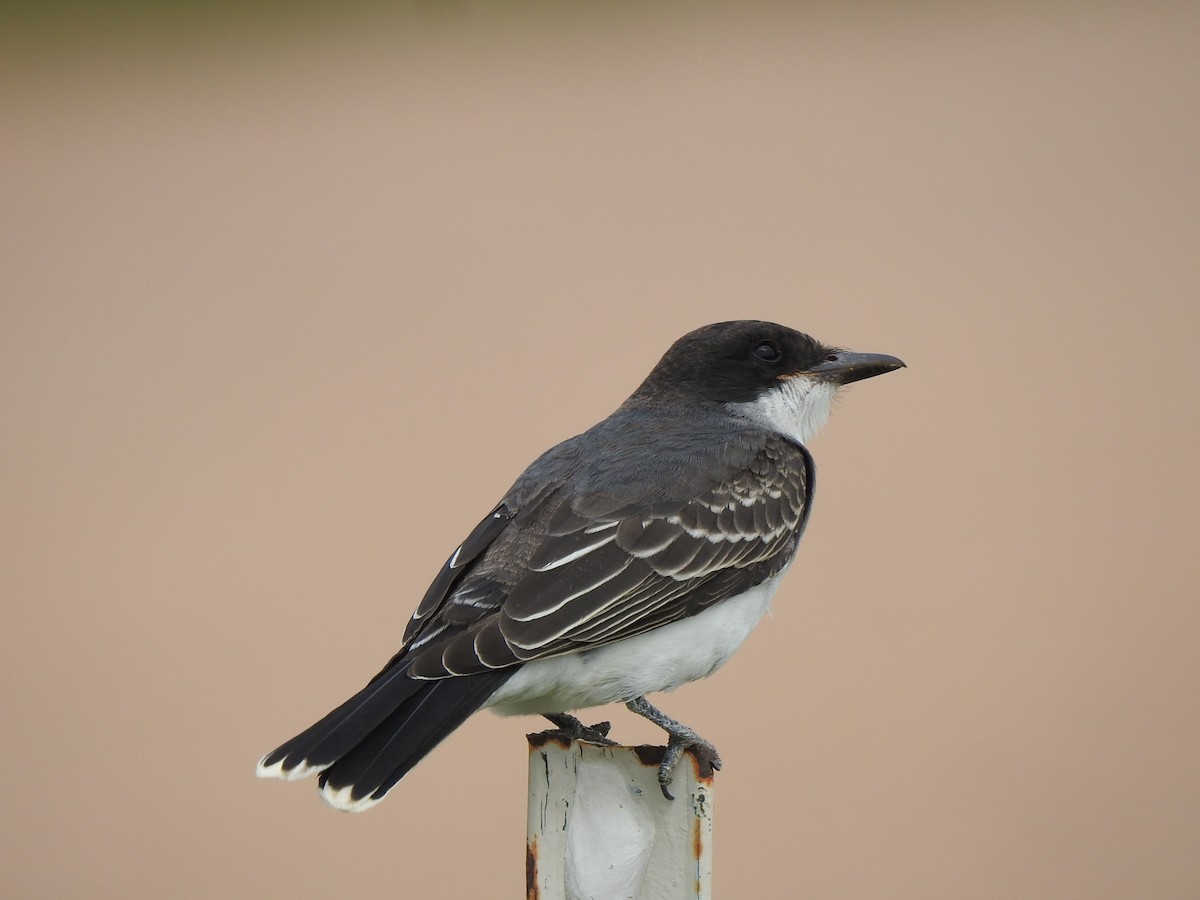 Eastern Kingbird - ML623085202