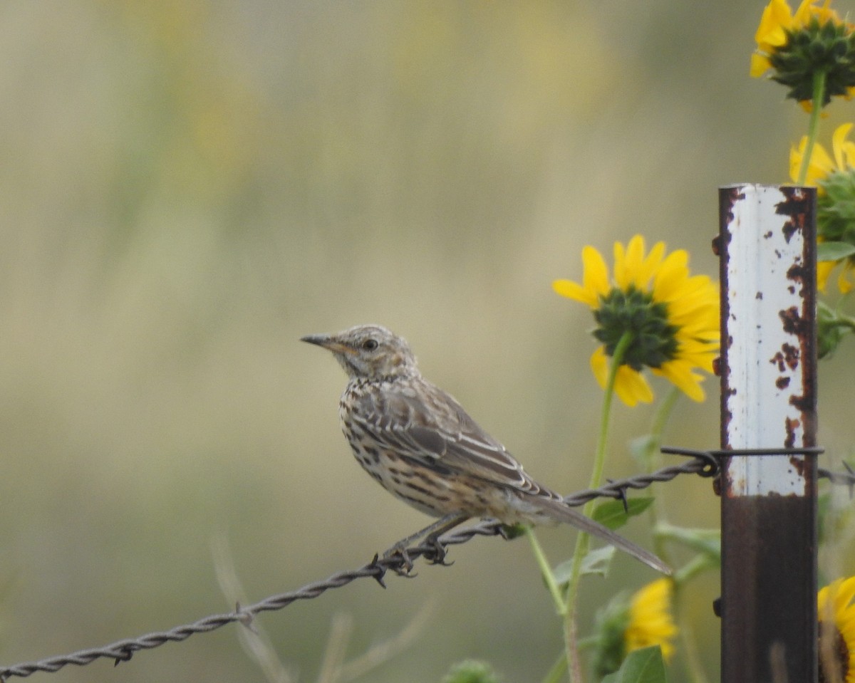 Sage Thrasher - ML623085205