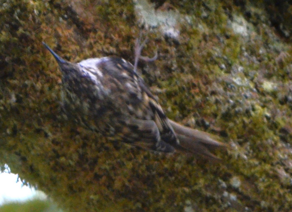 Brown Creeper - ML623085206